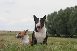 BULL TERRIER MINIATURE 044